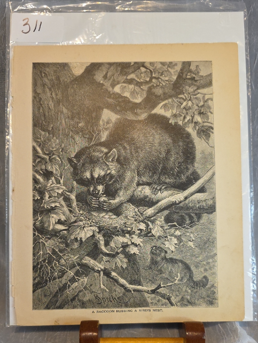 Antique Animal Print Raccoon Robbing A Birds Nest
